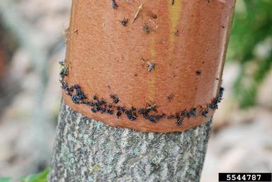 The spotted lanternfly citizen science banding project
